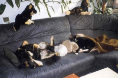 1998-11_Couchtiere