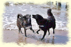 Lupa und Lucky am Strand