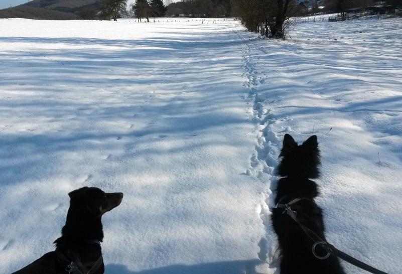 2017-01-26_Agouri_und_Emma_bei_Schneespaziergang