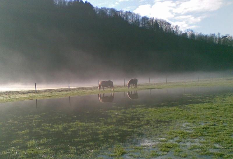 2011-01-16_Pferde_im_Nebel