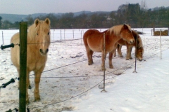 2010-02_drei_Pferde_im_Schnee